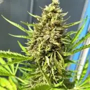 Permanent Jealousy XL Auto