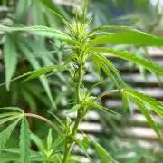 Desert Skunk