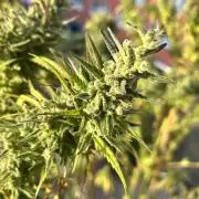 Desert Skunk