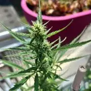 Auto Cocopopo Outdoors