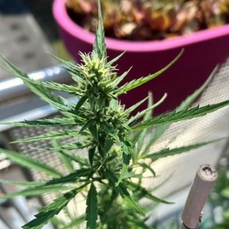 Auto Cocopopo Outdoors