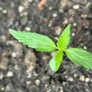 Auto Cocopopo Outdoors