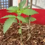 Green Poison Fast Version Outdoor