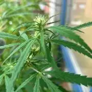 Desert Skunk