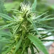 Desert Skunk