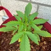 Jack 47 XL Auto