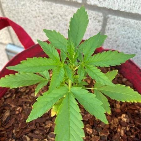 Jack 47 XL Auto