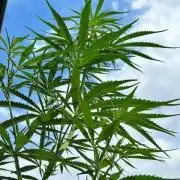 Desert Skunk