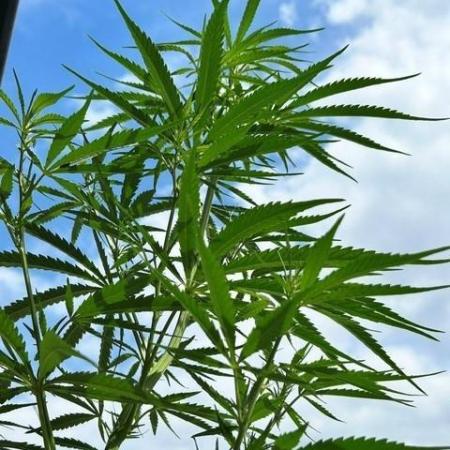 Desert Skunk