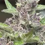 Dark Devil Auto Outdoor