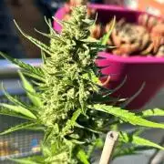 Auto Cocopopo Outdoors