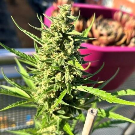 Auto Cocopopo Outdoors