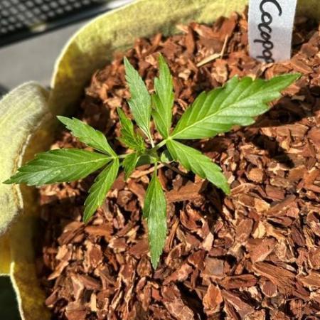 Auto Cocopopo Outdoors