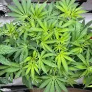 Psicodelicia indoors