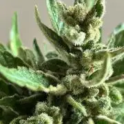 Jack 47 XL Auto