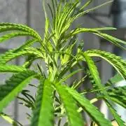 Desert Skunk