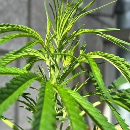 Desert Skunk
