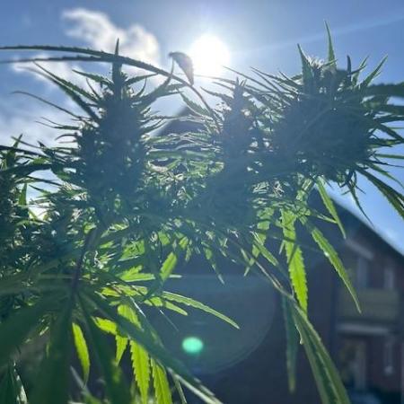 Desert Skunk