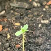 Auto Cocopopo Outdoors