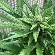 Jack 47 XL Auto