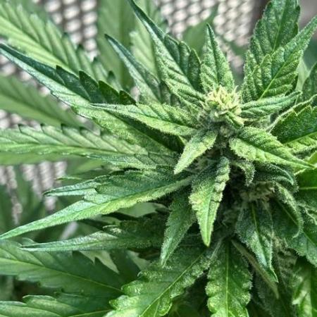 Jack 47 XL Auto