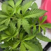 Psicodelicia indoors