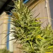 Desert Skunk