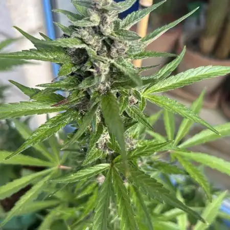 Dark Devil Auto Outdoor