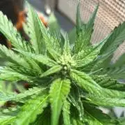 Jack 47 XL Auto
