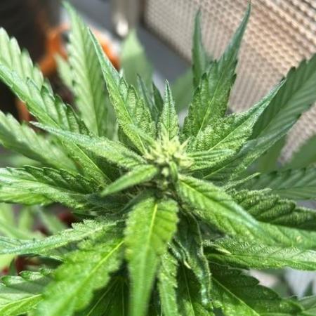 Jack 47 XL Auto