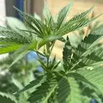Green Poison Fast Version Outdoor