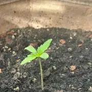 Desert Skunk