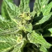 Jack 47 XL Auto