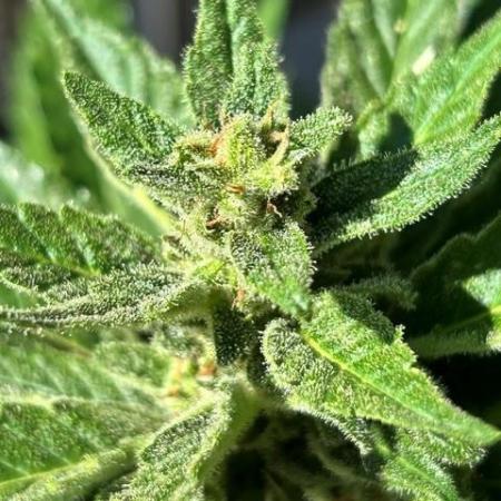 Jack 47 XL Auto