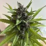 Dark Devil Auto Outdoor