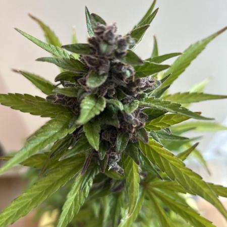 Dark Devil Auto Outdoor