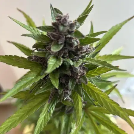 Dark Devil Auto Outdoor