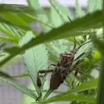 Green Poison Fast Version Outdoor