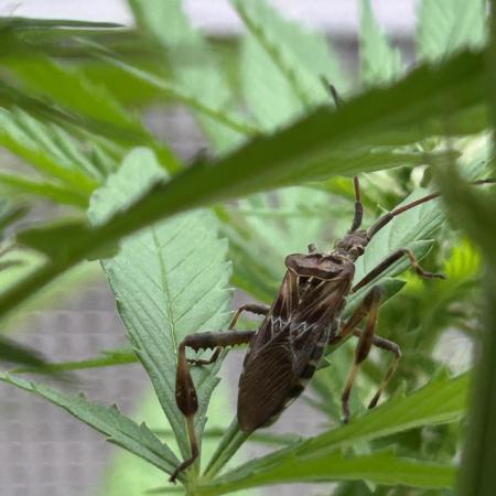 Green Poison Fast Version Outdoor