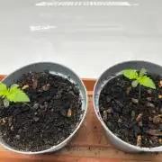 Psicodelicia indoors