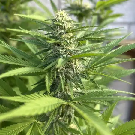 Green Poison Fast Version Outdoor
