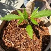 Desert Skunk