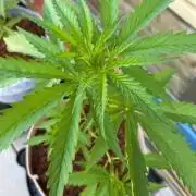 Desert Skunk