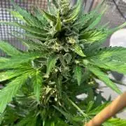 Jack 47 XL Auto