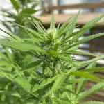 Green Poison Fast Version Outdoor