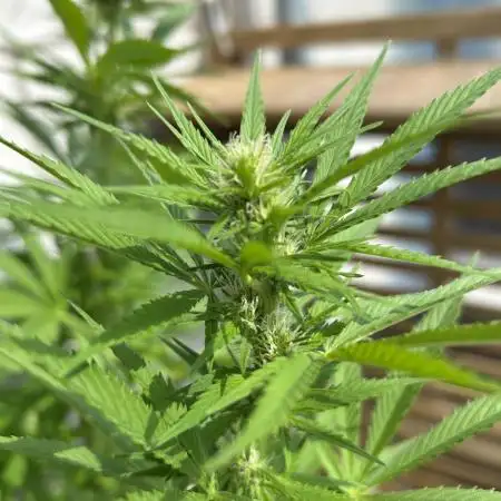 Green Poison Fast Version Outdoor