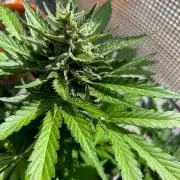 Jack 47 XL Auto
