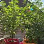Green Poison Fast Version Outdoor