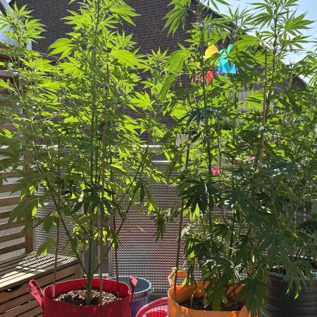 Green Poison Fast Version Outdoor
