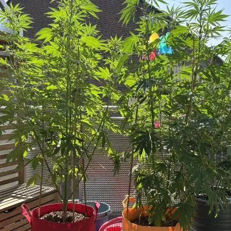 Green Poison Fast Version Outdoor